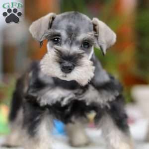 Griffin, Miniature Schnauzer Puppy